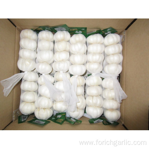 Fresh Pure White Garlic